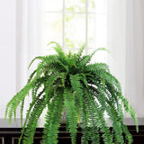 Boston Fern (82