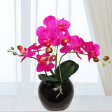 13-Inch Fuchsia Phalaenopsis Orchid Flowers in 5-Inch Round Black Vase