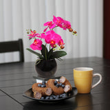 13-Inch Fuchsia Phalaenopsis Orchid Flowers in 5-Inch Round Black Vase