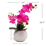 13-Inch Fuchsia Phalaenopsis Orchid Flowers in 5-Inch Round White Vase