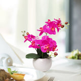 13-Inch Fuchsia Phalaenopsis Orchid Flowers in 5-Inch Round White Vase