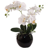 13-Inch White Phalaenopsis Orchid Flowers in 5-Inch Round Black Vase – Elegant Artificial Floral Arrangement for Home and Office Decor – Lifelike, High-Quality Design, Floral Home by Artificial Flowers