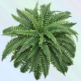 Premium Large Boston Fern - 34