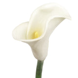 25.5" Real Touch Calla Lily Stem - Set of 24, Floral Home by Artificial Flowers