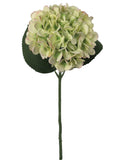 Vibrant Green Hydrangea Stems - Set of 12 - 18