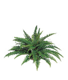 Boston Fern Plant W/ 50 Silk Fronds 34" Wide - Set of 6, Floral Home by Artificial Flowers