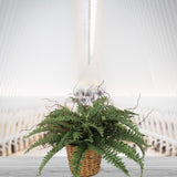 Artificial Boston Fern Plant (50 Fronds)-34" Boston Fern artificialflowersdotcom   