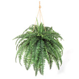 Artificial Boston Fern Plant - 48" (60 Fronds) Boston Fern ArtificialFlowers   