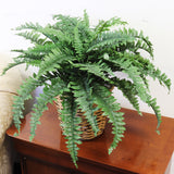 Artificial Boston Fern Plant (42 Fronds)-34" Boston Fern artificialflowersdotcom   