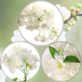 Artificial White Silk Cherry Blossom Flower Branche-30" (3 Pieces)  artificialflowersdotcom   